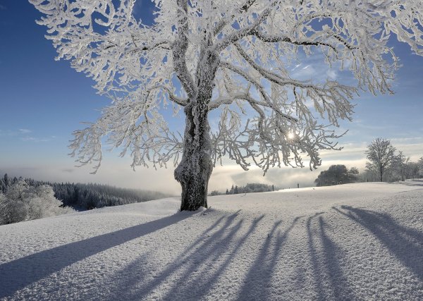 заснеженное дерево