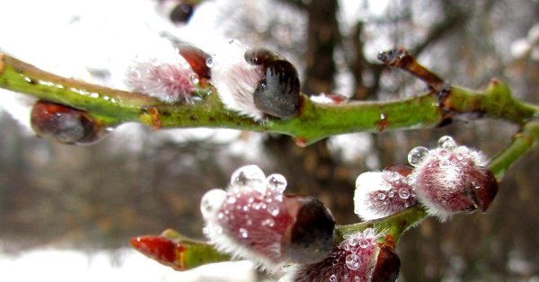 почки вербы