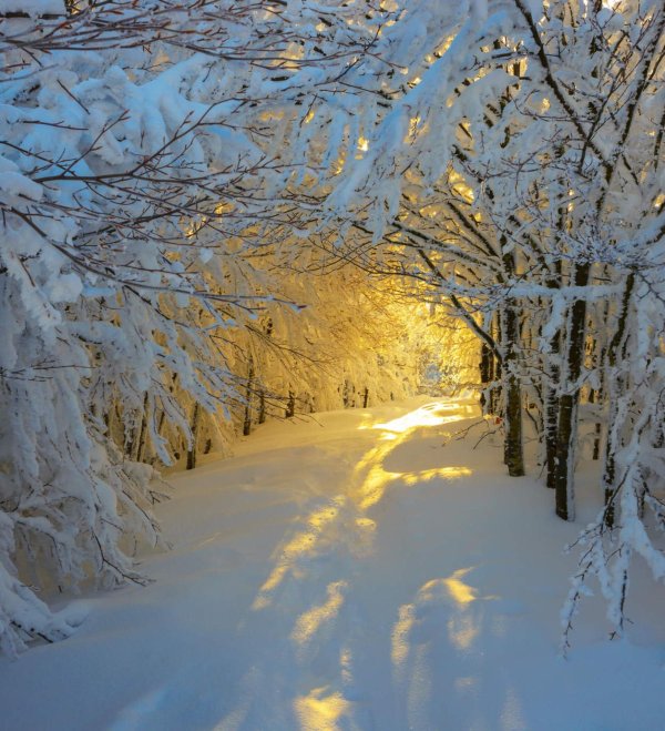 природа зимняя