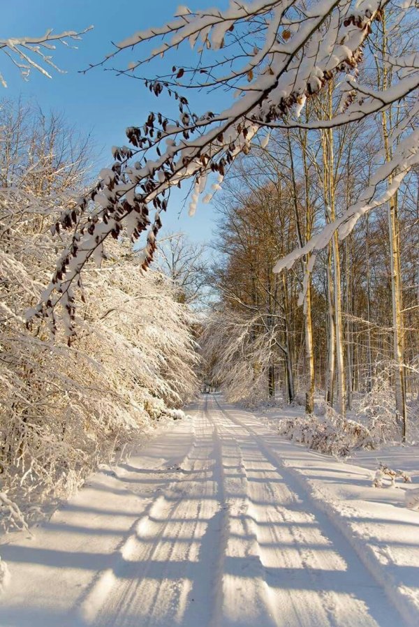 тропинка в зимнем лесу