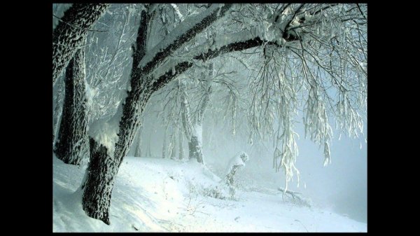 сказочный зимний лес