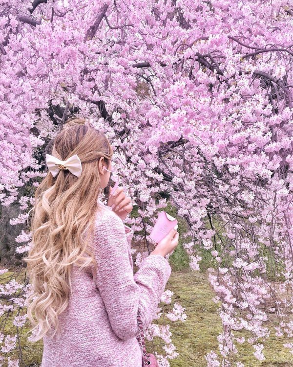 цветение сакуры