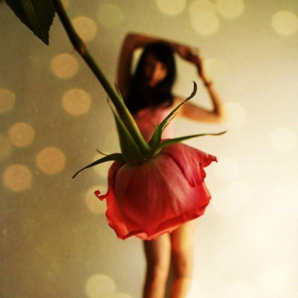 бутон роз