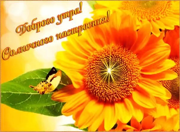 красивые подсолнухи