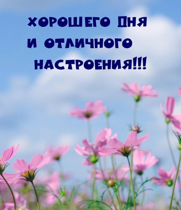 космея поле