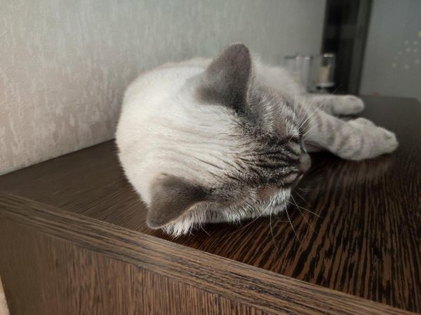 тайская кошка