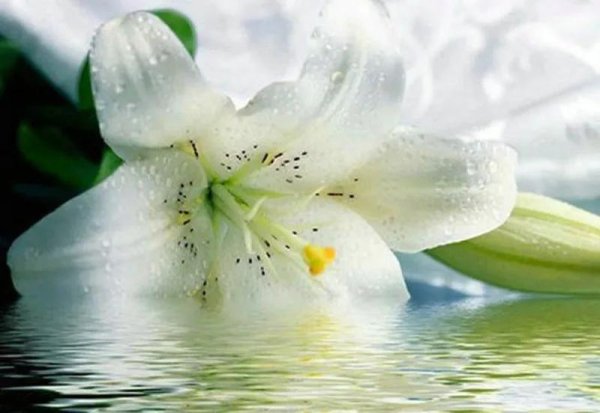 белая лилия цветок