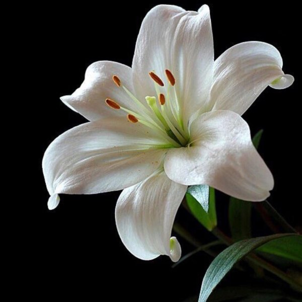 белая лилия цветок