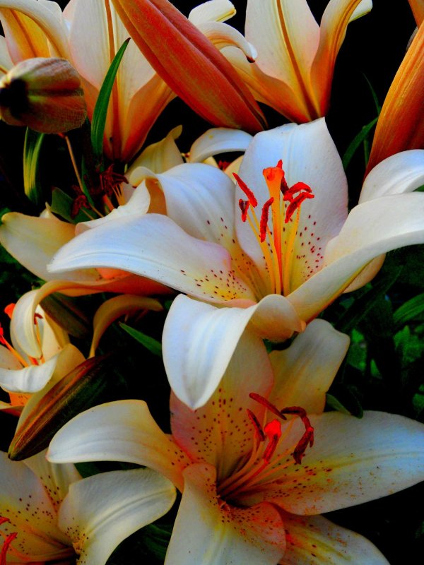 лилия брайт диамонд