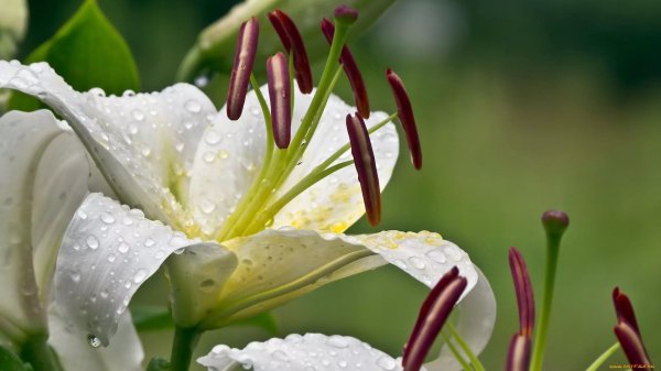 лилия аполло