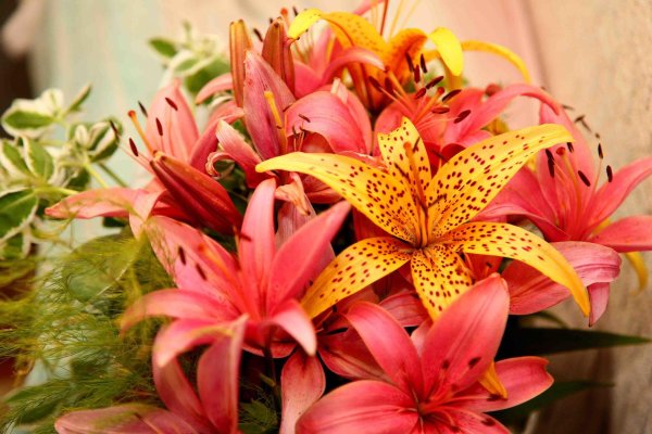 тигровая лилия