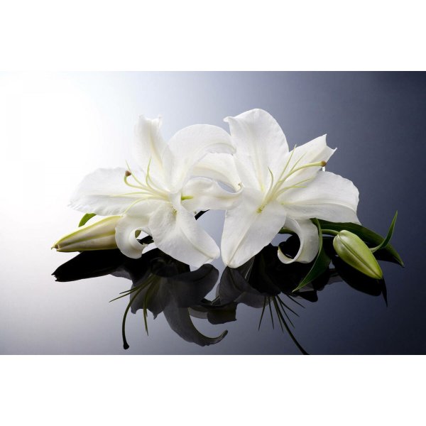 белая лилия цветок