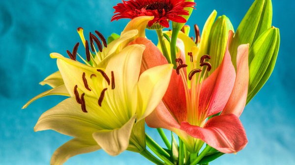 лилия цветок