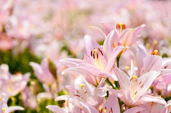 лилия блю крюмон