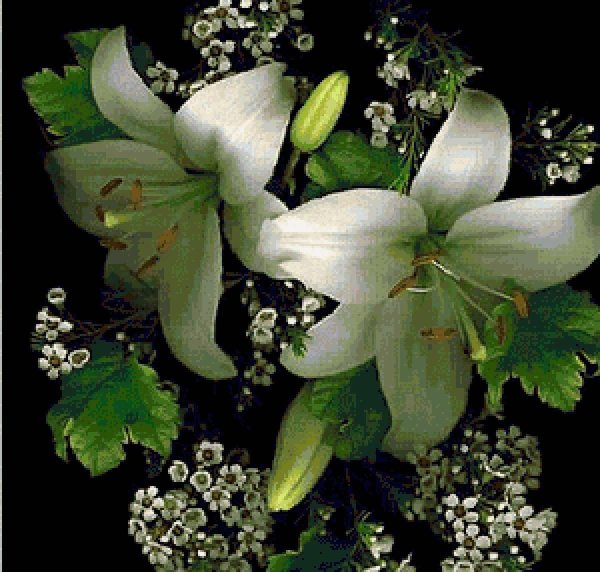 лилии цветок