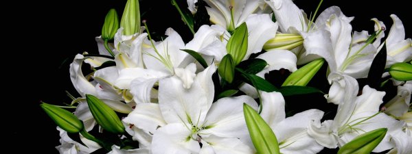 лилия кустовая белая