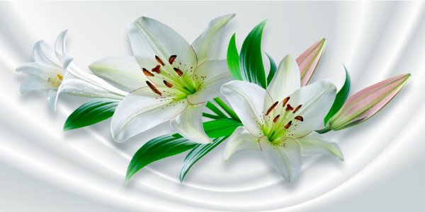 белая лилия цветок