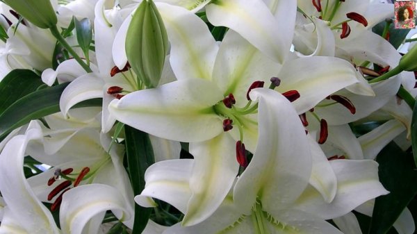 лилия арриба