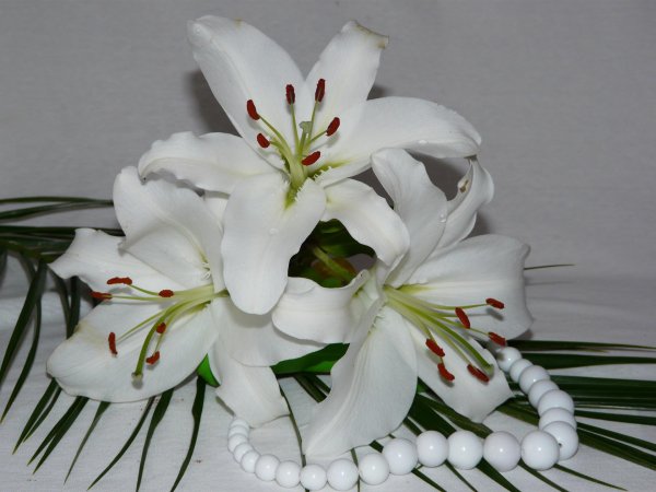 белая лилия цветок