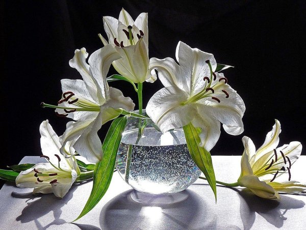 белая лилия цветок