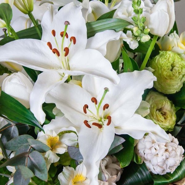 лилия кустовая белая