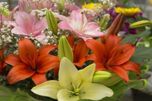 лилии букеты