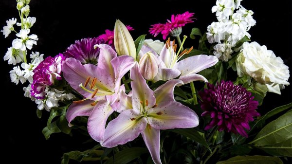 альстромерия дарк пурпле