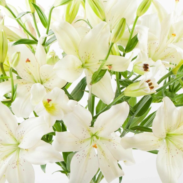 лилия азиатская навона белая