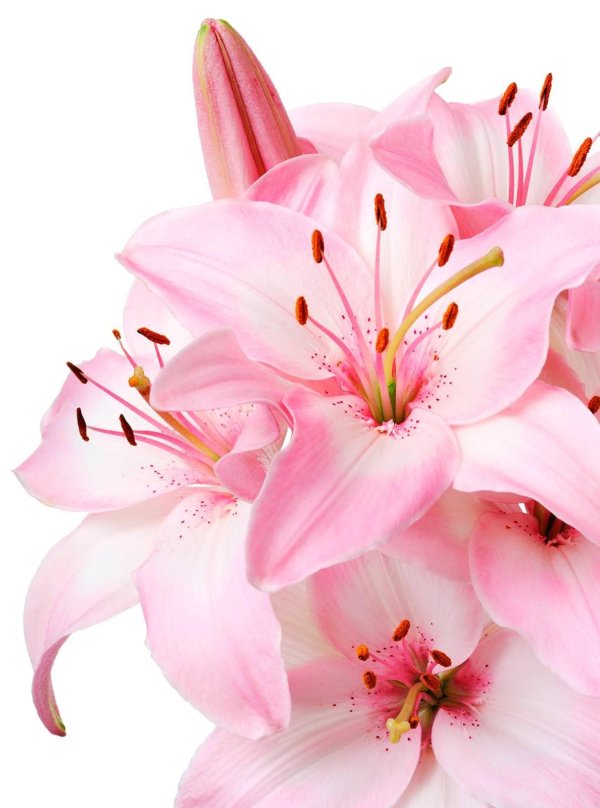 розовая лилия