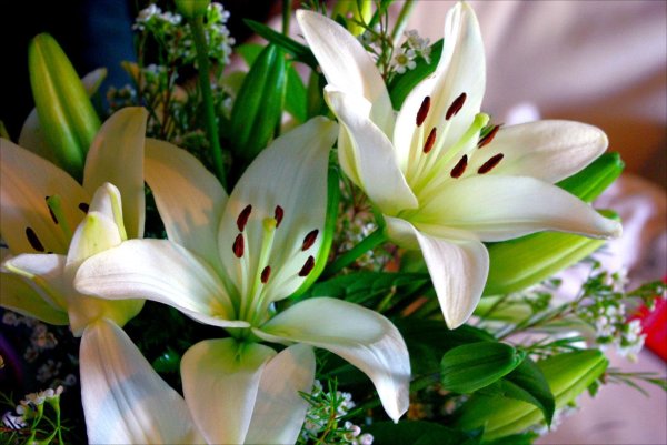 лилия акколейд