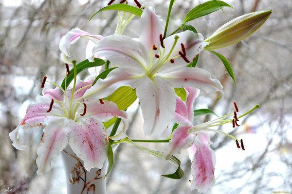 лилия восточная виртуозо