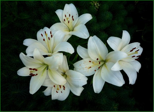 лилия азиатская навона белая