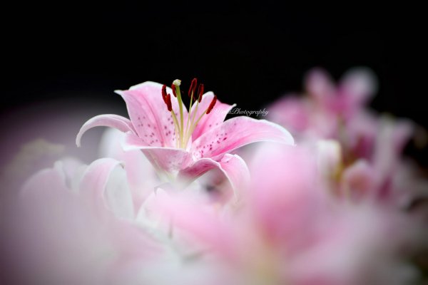 лилия скарлет делайт