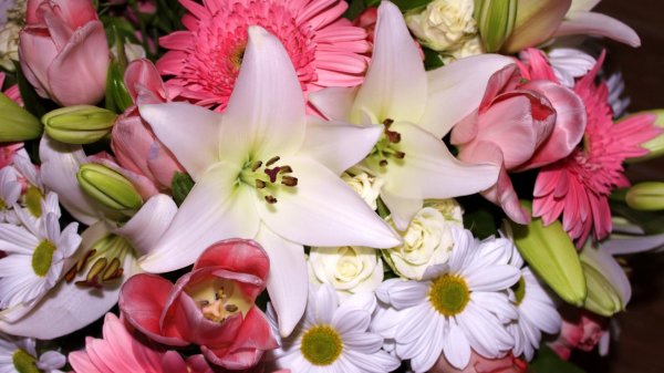 лилии цветок