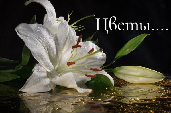 белая лилия цветок