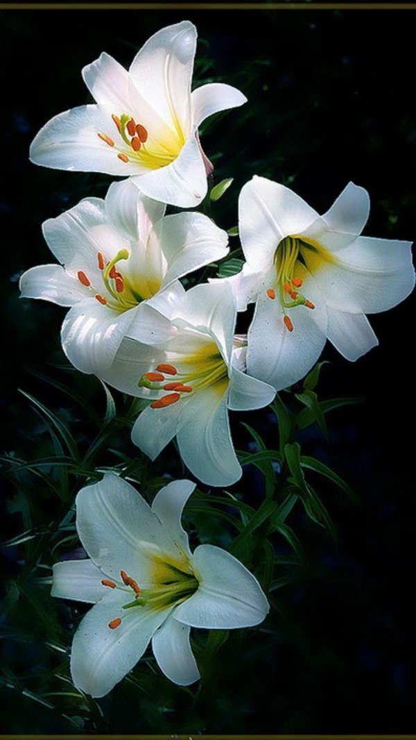 белая лилия цветок