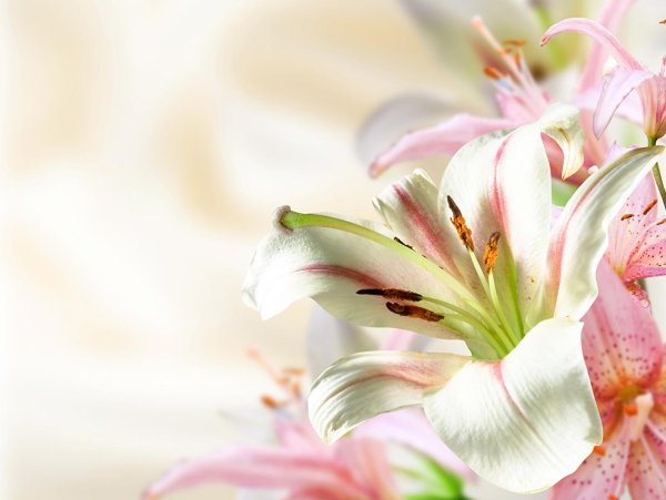 нежные лилии