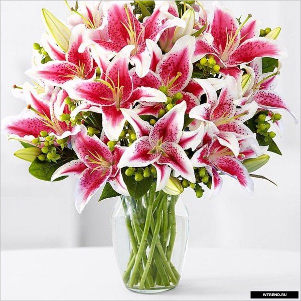 лилия старгейзер в букете