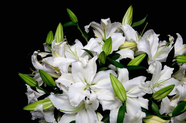 лилия кустовая белая