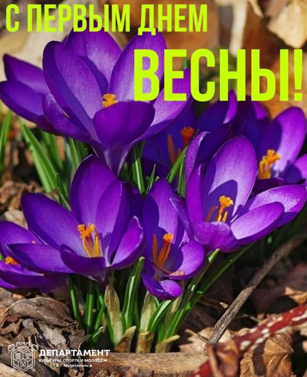 растение крокус