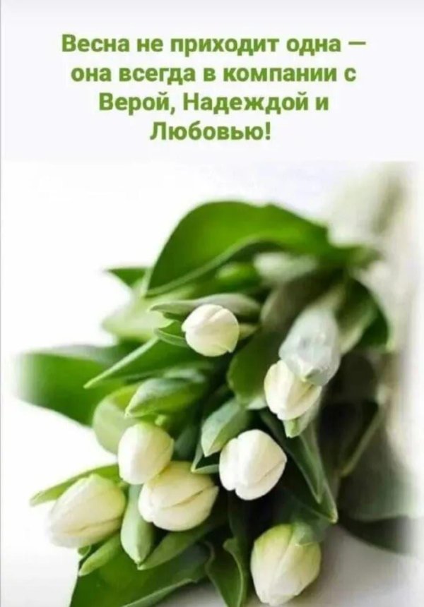 белые тюльпаны