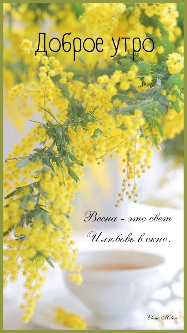 доброго весеннего утра мимоза