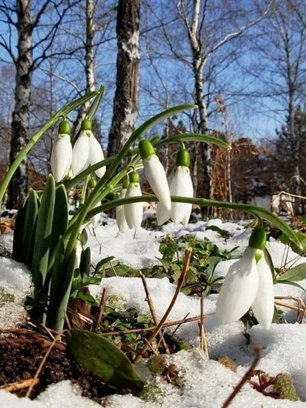 первоцветы подснежники