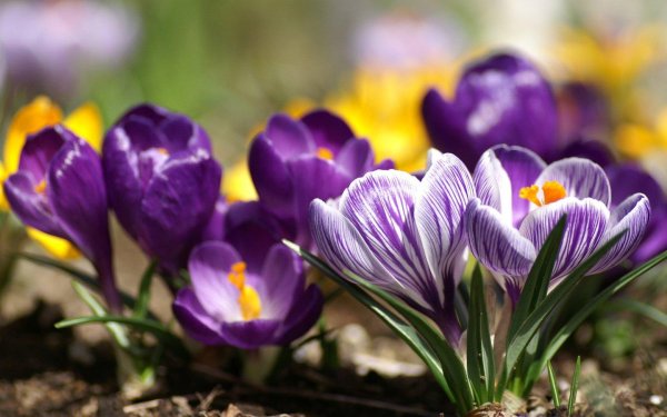 крокус пиквик