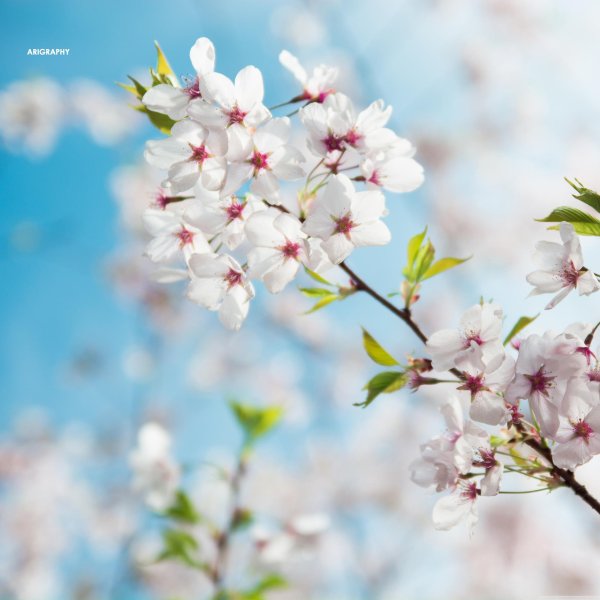 сакура белыйсфон