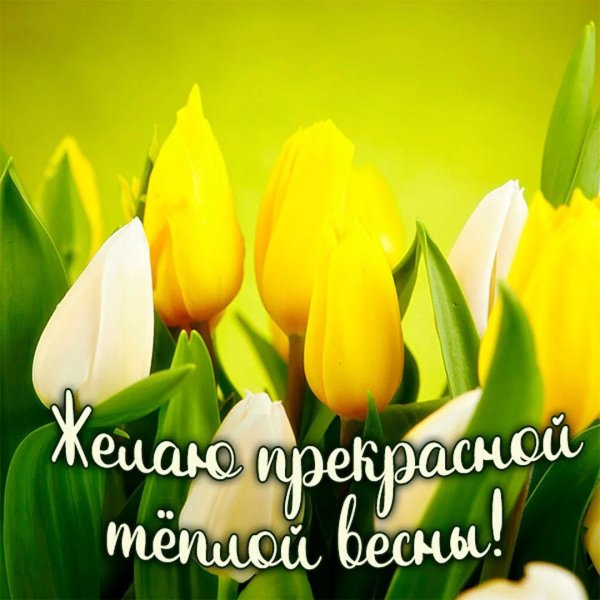 жëлтые тюльпаны