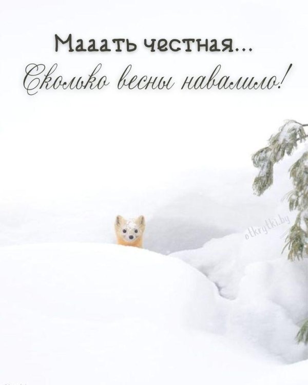 зима животные