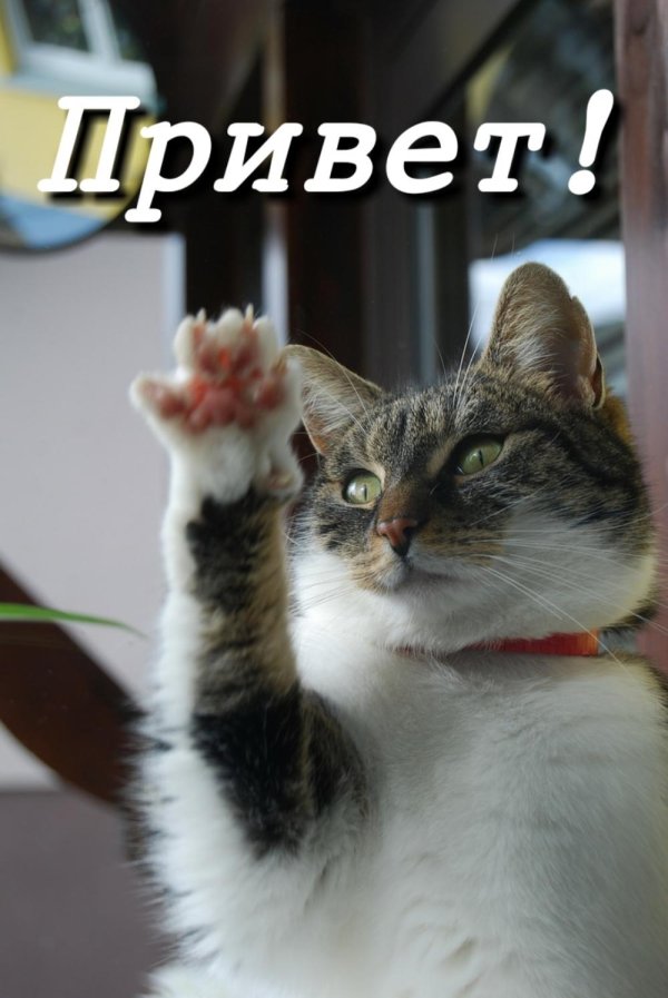 прикольный привет