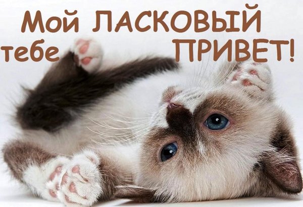 доброе утро котик любимый