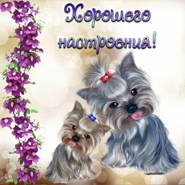 йоркширский терьер